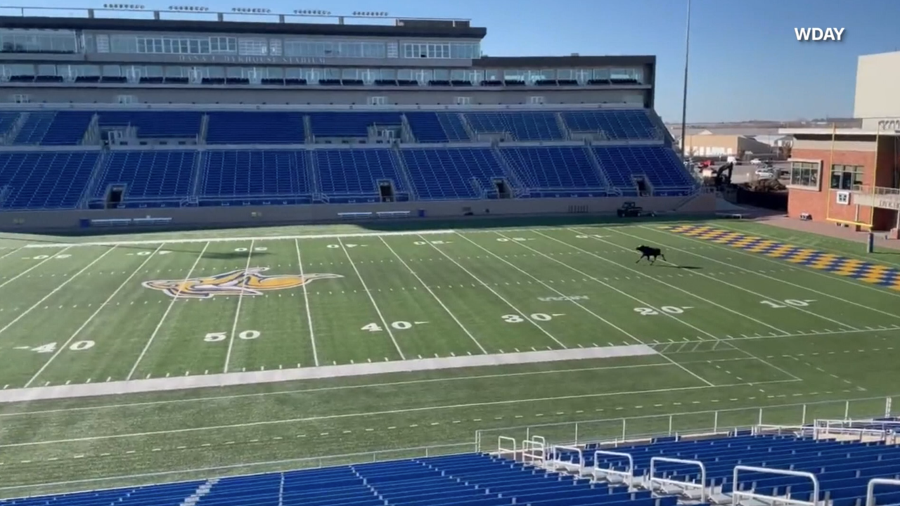 Moose runs loose on South Dakota State football field